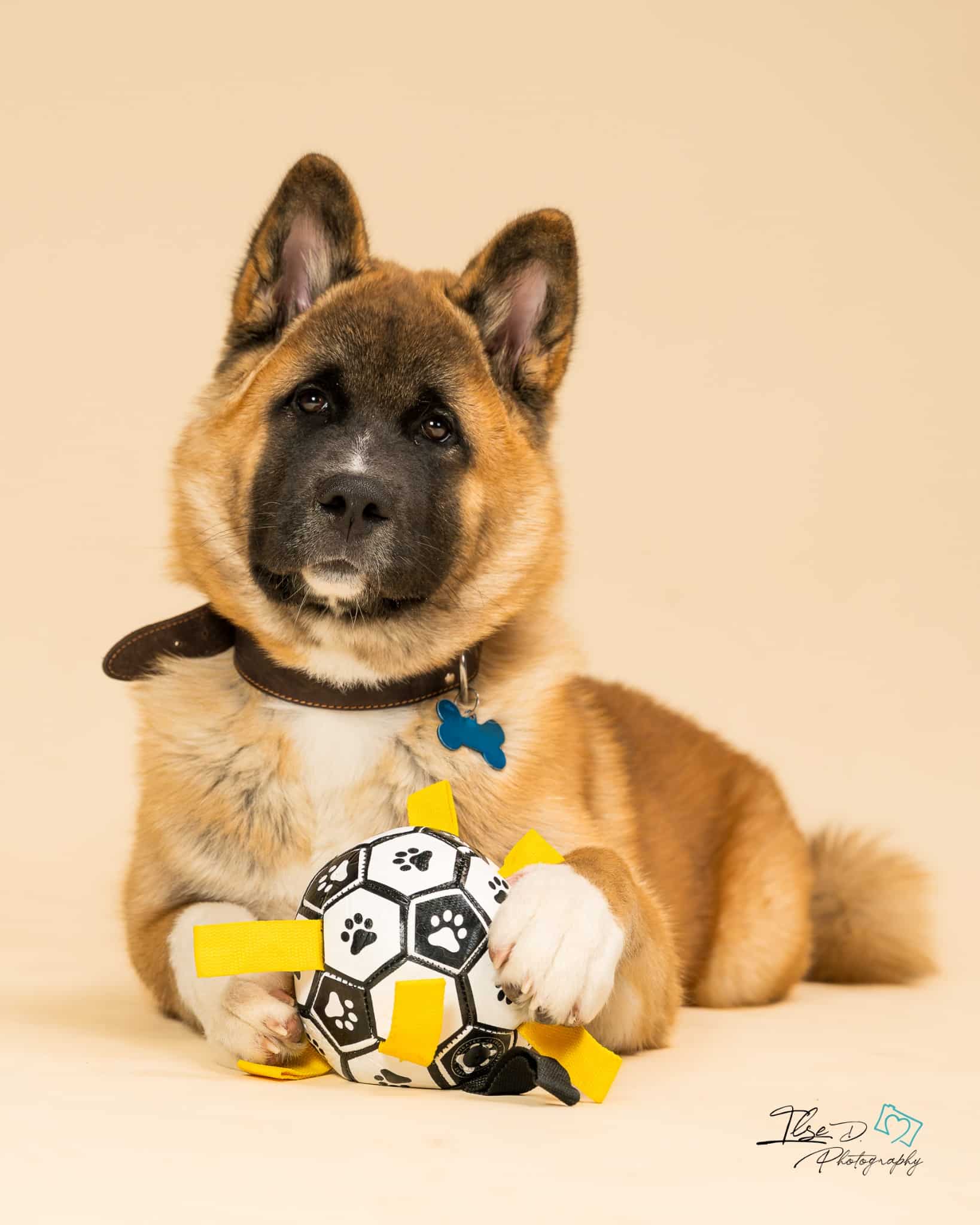 Portrait d’un chiot avec son jouet pendant une séance photo au studio