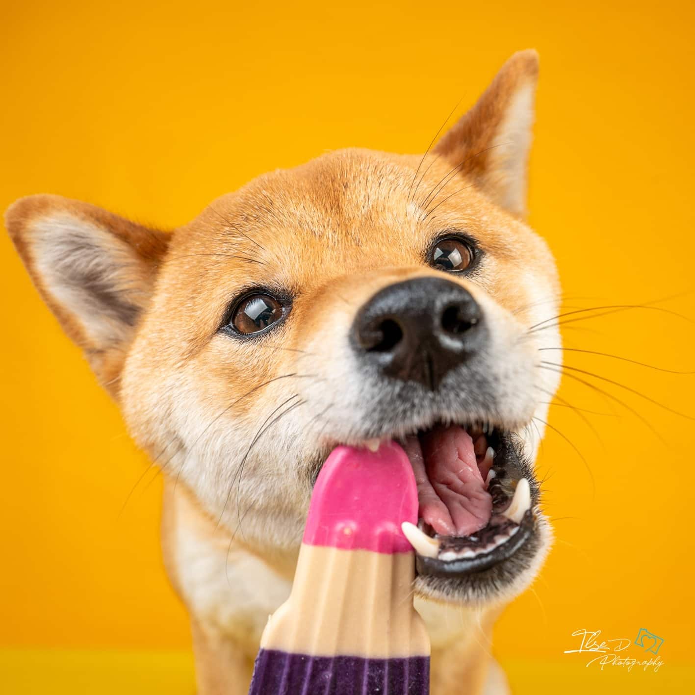 Portrait expressif d’un chien jouant avec un jouet au studio