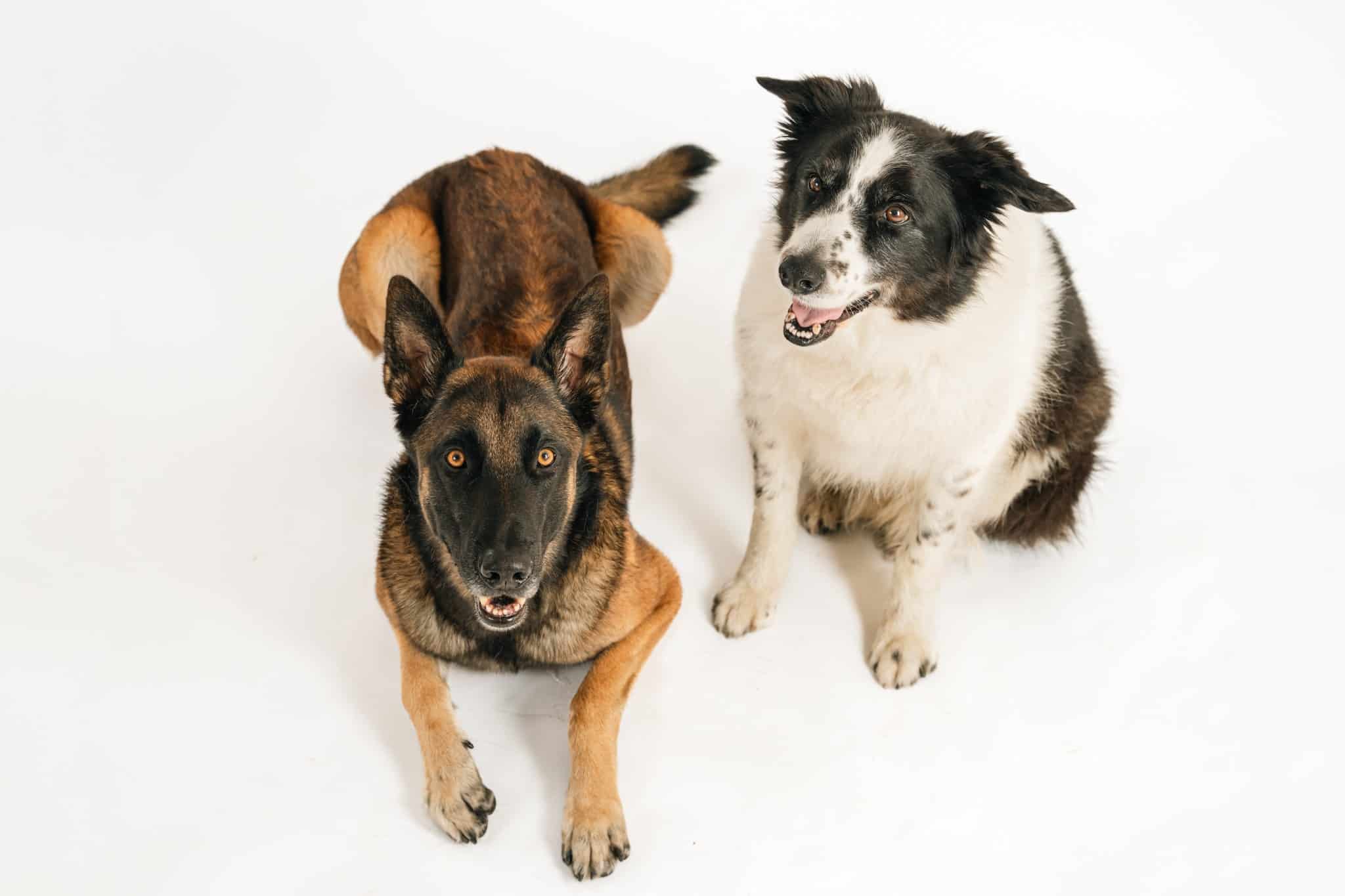 Portrait de deux chiens photographiés ensemble au studio à Mouscron