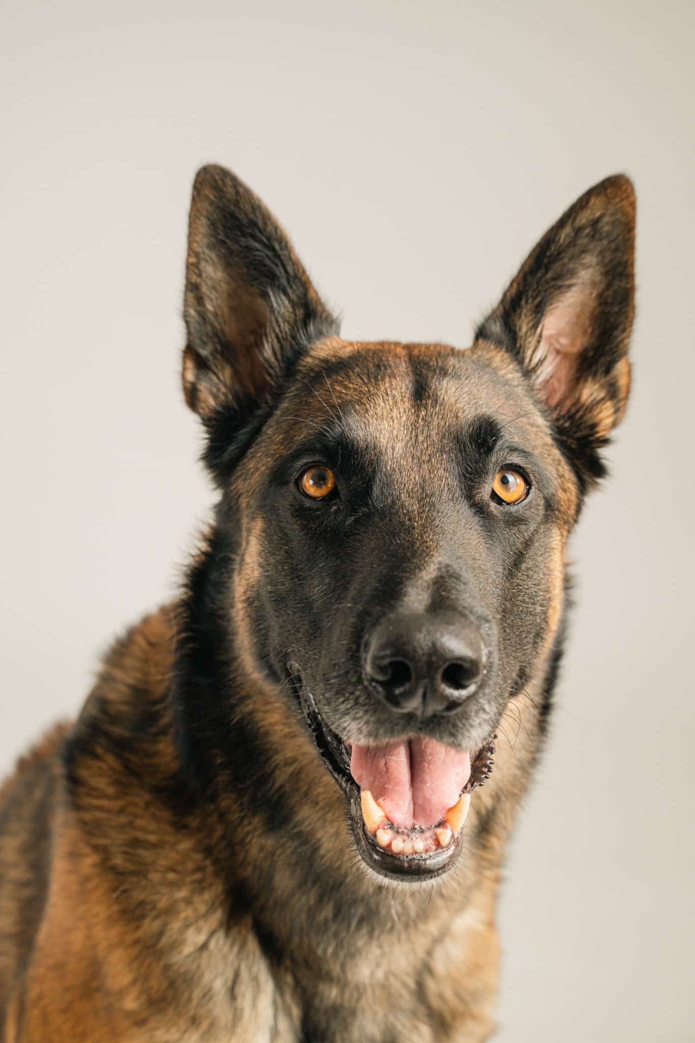 Portrait de berger malinois au studio par une photographe animalière à Mouscron
