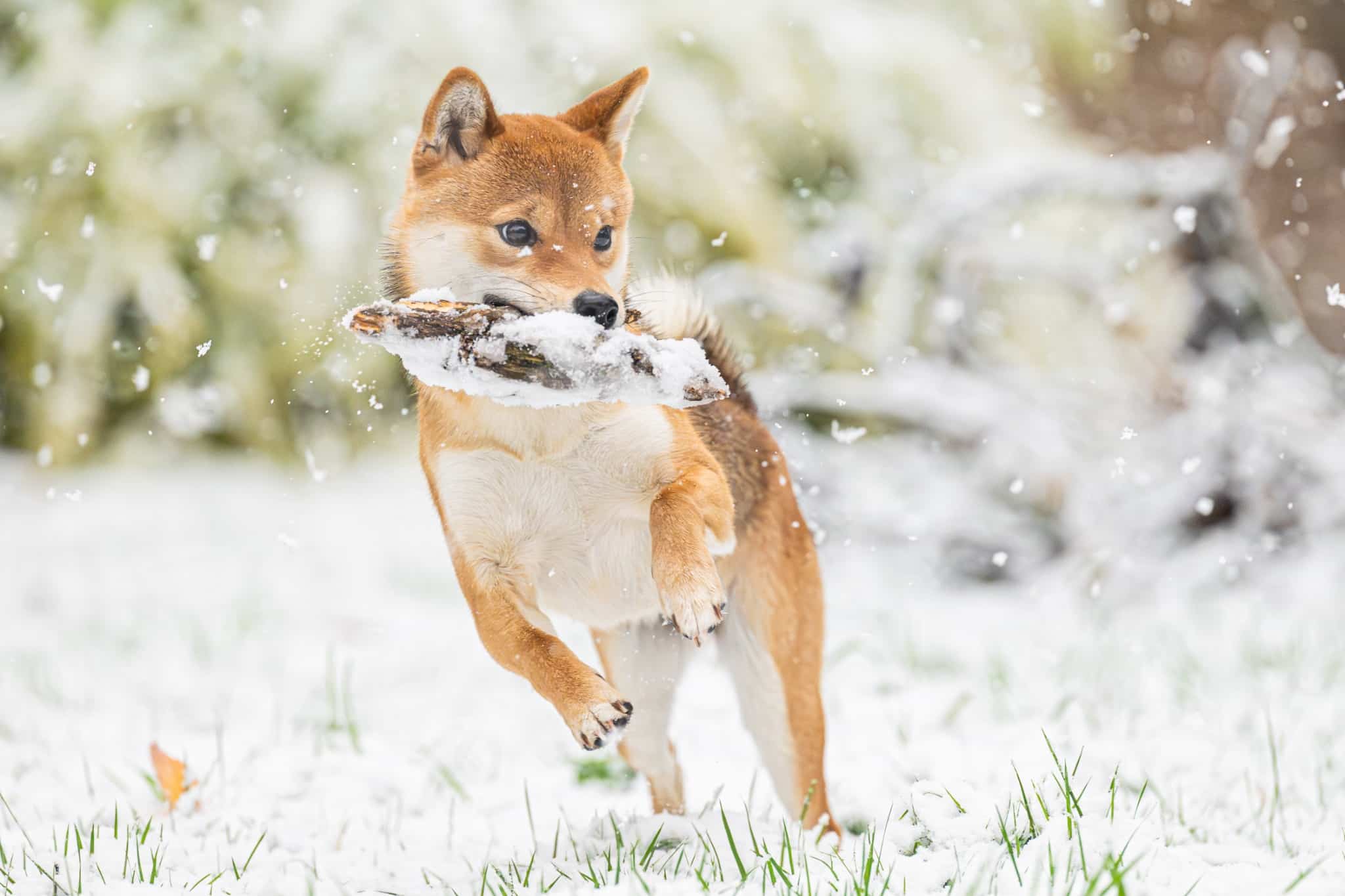 Chien courant dans la neige avec un bâton pendant une séance photo en extérieur